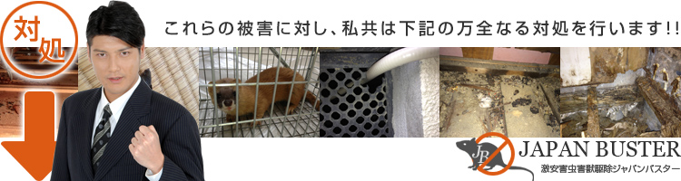 京都・大阪・奈良・滋賀・兵庫で激安害虫駆除業者をお探しなら、ジャパンバスターにお任せ下さい